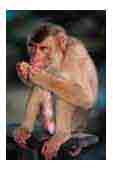monkey.jpg